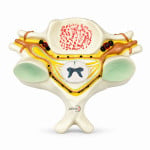 Fifth Cervical Vertebrae
